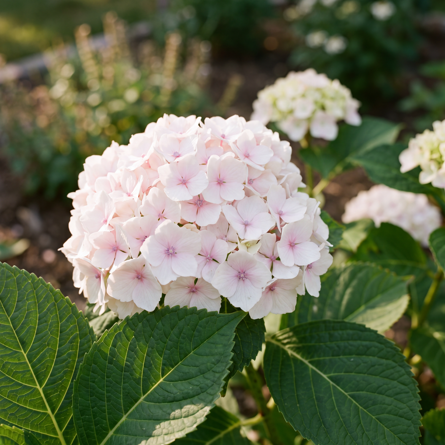 Hortensia 'Madame Emile Mouillère'